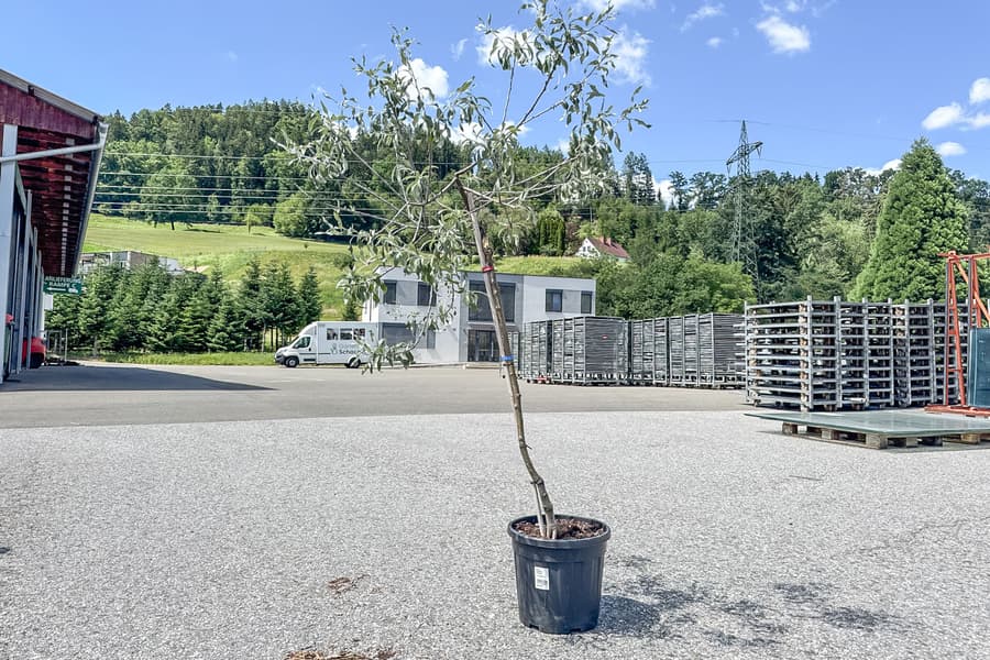 Grünpflanze Pyrus Salicifolia Pendula